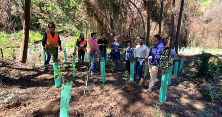 Inician reforestación de la Quinta Vergara tras incendio forestal