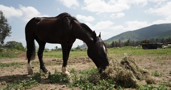 Rescate Exitoso de Caballo Maltratado por la Municipalidad de Villa Alemana