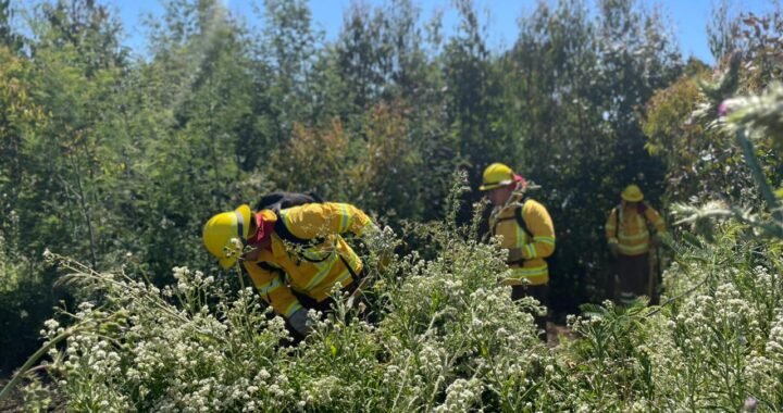 Cómo prevenir los incendios forestales en la región de Valparaíso con cortafuegos