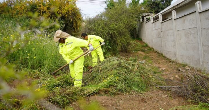 Villa Alemana invierte $356 millones en plan forestal preventivo