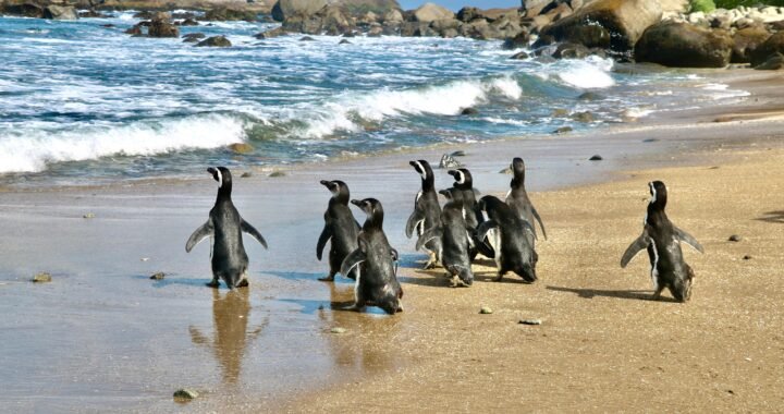 Zapallar celebra liberación histórica de pingüinos de Magallanes en Isla Cachagua