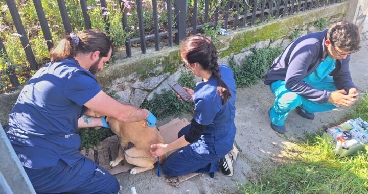 Villa Alemana impulsa operativo gratuito de vacunación antirrábica en el sector sur