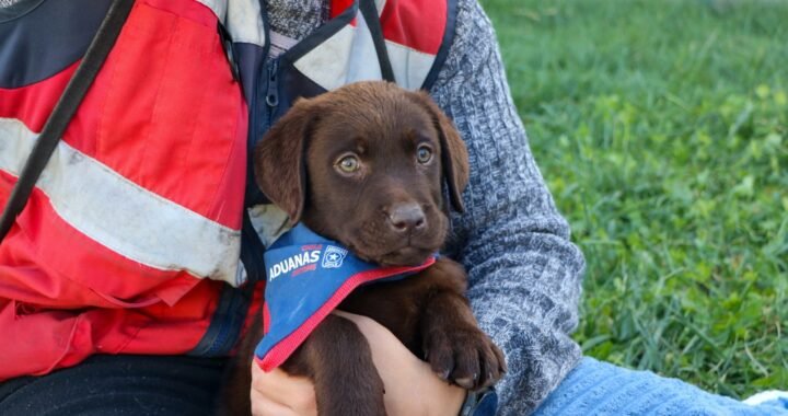 Cachorros de Aduanas se preparan para enfrentar el crimen organizado