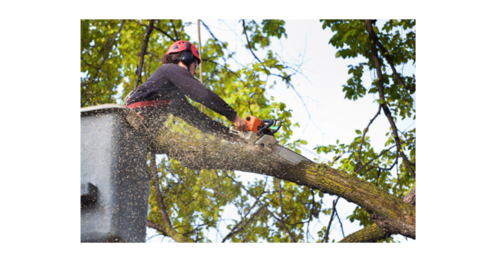 ¿Quién poda mi árbol sobre el tendido eléctrico? La campaña que busca prevenir cortes de luz en invierno