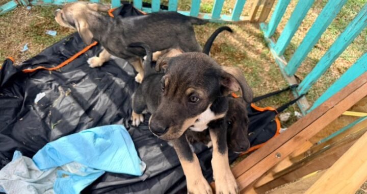 Villa Alemana activa red de hogares temporales para proteger animales afectados por el sistema frontal